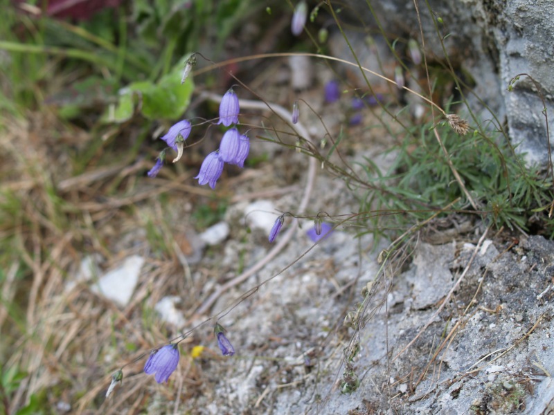 Campanula cespitosa  / Campanula cespitosa